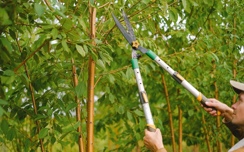 Tree trimming in Lamoni, IA